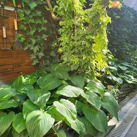 Vakantiehuis Oasis Home-garden Gem In The Heart Of *